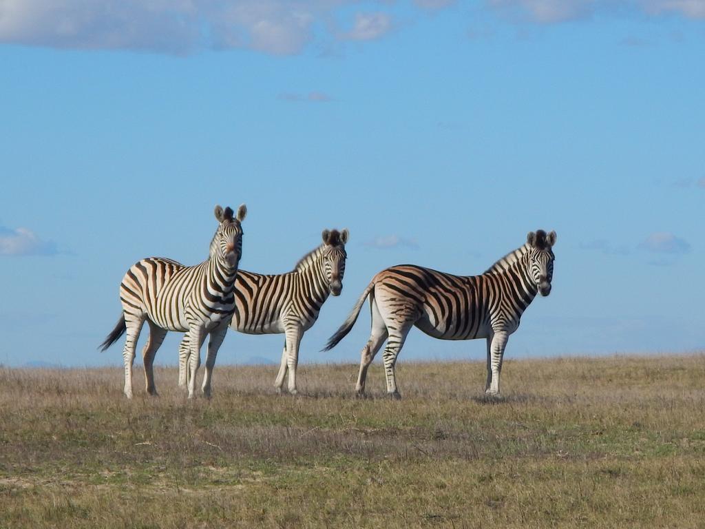 Thali Thali Game Lodge Langebaan Exteriör bild