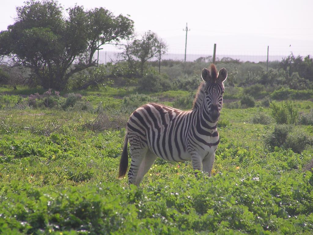 Thali Thali Game Lodge Langebaan Exteriör bild